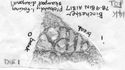 Thumbnail of Rubbing of ALBANVS die 1 from Binchester 14K