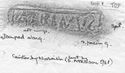 Thumbnail of Rubbing of ALBINVS 1 die 1 from Caistor by Norwich