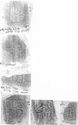 Thumbnail of Group of rubbings of DIS LDB die 1