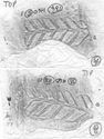 Thumbnail of Group of rubbings of HERRINGBONE No. 44 die