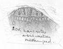 Thumbnail of Rubbing of  INC121 die 1 from Lancaster 20k
