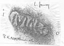 Thumbnail of Rubbing of  INC124 die 1 from Northwich 8K