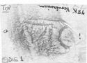 Thumbnail of Rubbing of INC17 die 1 from Verulamium 78K