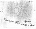 Thumbnail of Rubbing of INC25 die 1 from Ruxox Farm, Kempston Villa Site