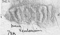Thumbnail of Rubbing of INC35 die 1 from Verulamium 72K
