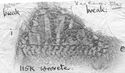 Thumbnail of Rubbing of INC9 die 1 from Wroxeter 115K