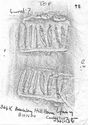 Thumbnail of Rubbing of IVNIVS 1 die 1 from Brockley Hill 364K