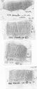Thumbnail of Group of rubbings of IVNIVS 2 die 20