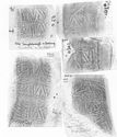 Thumbnail of Group of rubbings of IVNIVS 2 die 6