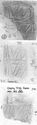 Thumbnail of Group of rubbings of IVNIVS 2 die 7