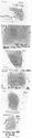 Thumbnail of Group of rubbings of LOCCIVS VIBO die 4