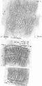 Thumbnail of Group of rubbings of MARIN(vs) die 1