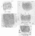 Thumbnail of Group of rubbings of MAVRIVS die 1