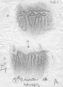 Thumbnail of Rubbing of MAVRIVS die 1 from Mancetter_8