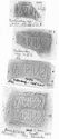 Thumbnail of Group of rubbings of SARRIVS die 1 variant