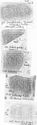 Thumbnail of Group of rubbings of SARRIVS die 3