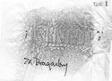 Thumbnail of Rubbing of SENNIVS  die 1 from Dragonby 7K