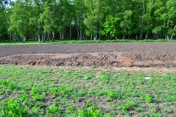 Image from Data from an Excavation of an early Anglo-Saxon cremation cemetery at Lackford, Suffolk, 2015-2016.