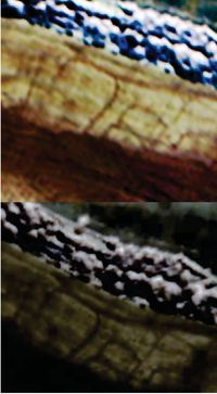 Introduction page image