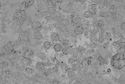 Thumbnail of Plate 7: SEM microphotograph of the smoother side of the faience bead, showing areas where the constituent sand grains have fused to create the smooth, thin glaze surface, and rougher areas of unfused and semi-fused sand grains. Photo: National Museums Scotland.
