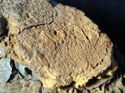 Thumbnail of Plate 15: Leather scabbard impression preserved on an Anglo Saxon knife from the cemetery
