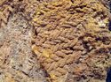 Thumbnail of Plate 17: Herringbone weave textile impression preserved on large spearhead in Plate 14