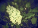 Thumbnail of 143a_cop_1_75_BL