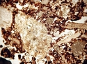 Thumbnail of 143a_cop_1_75_ppl