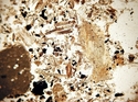 Thumbnail of 145_phyto_stable