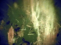 Thumbnail of 145_phyto_stable_BL