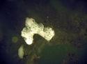 Thumbnail of 473_bone_BL_0.9