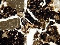 Thumbnail of 473_bone_ppl_1.75