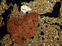 Thumbnail of 92a_daub_xpl_7mm