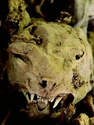 Thumbnail of Brockton Farm, spiritual midden cat