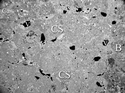 Thumbnail of Fig_4_WHS_143b_b_and_w_labelled