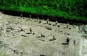 Thumbnail of Thurnham, aisled barn