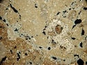 Thumbnail of WHS300a_calc_over_chaotic_x2_5_XPL