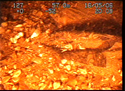 Thumbnail of Scarf or shirt with floral pattern; still from video