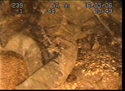 Thumbnail of Probable clothing; still from video