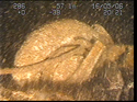 Thumbnail of Turbo supercharger, engine 1; still from video