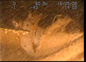 Thumbnail of Leather strap in structure, view 1; still from video