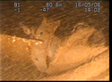 Thumbnail of Leather strap in structure, view 3; still from video