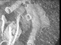 Thumbnail of Engine detail; still from video
