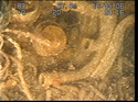 Thumbnail of Cylinders and exhaust collector ring, engine 2; still from video
