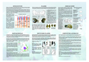 Thumbnail of Palaeolithic Artefact recognition sheet: side two