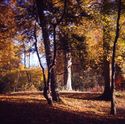 Thumbnail of Photograph of woodland