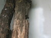 Thumbnail of 177 7772