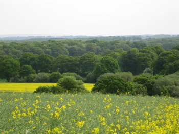 Low Weald Landscape