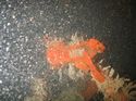 Thumbnail of Unidentified wreck feature; still from video