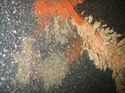 Thumbnail of Unidentified wreck feature; still from video
